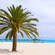 Palm trees, lounge chairs and thatch umbrellas on a sandy tropical beach